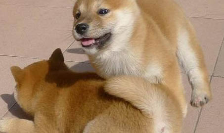 秋田犬怎樣養(yǎng)才聽話