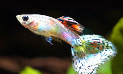 怎樣治好孔雀魚(yú)縮尾