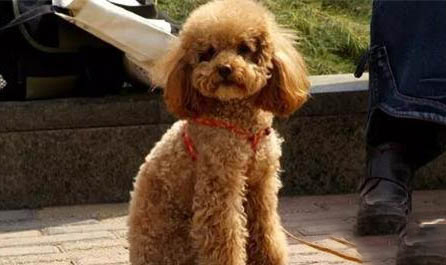 指示犬一般能活多久