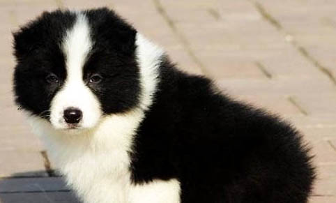 英國古代牧羊犬價格?古牧飼養注意事項有哪些?