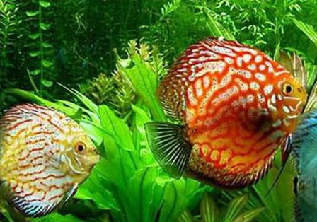 七彩神仙魚多久能長大