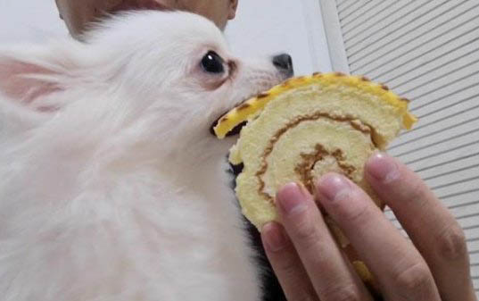 小狗怎么找血管打點滴