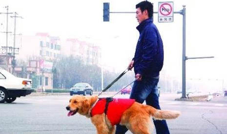導盲犬小q是什么犬拉布拉多的溫順有更多人喜愛！