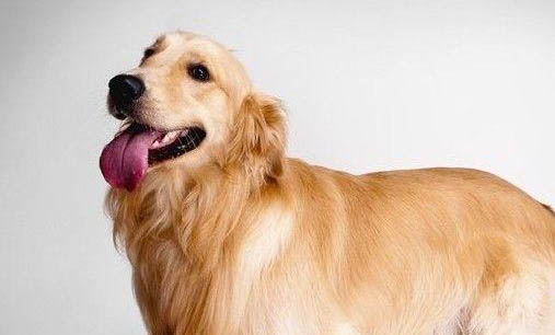 怎么樣避免狗狗懷孕?