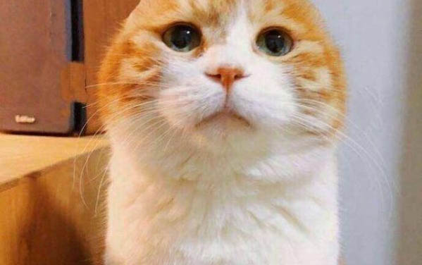小貓尿頻尿血吃什么藥