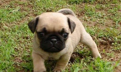 哪里有賣黑色巴哥犬