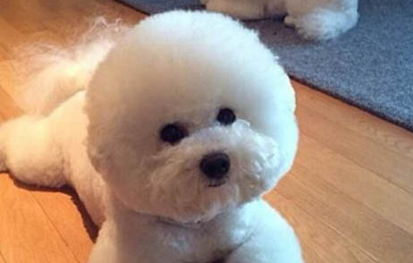 怎么防止狗狗在門口拉屎
