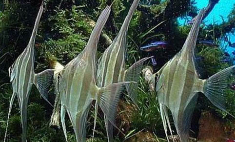 觀賞魚養殖技術