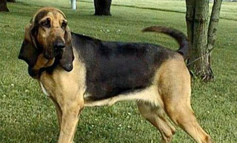 平毛尋回獵犬半夜突然叫是什么原因
