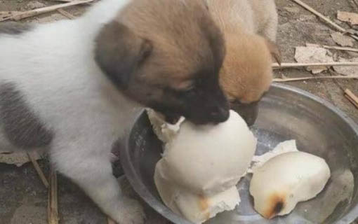 犬瘟熱要死前的征兆