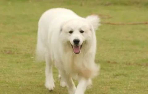 大白熊犬價格 大白熊犬多少錢一只