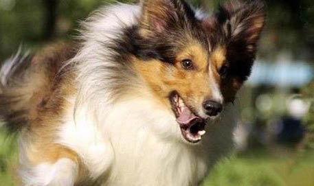 哪里有賣邊境牧羊犬