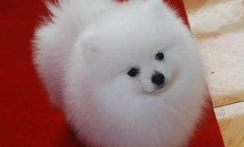 博美犬咳喘的原因及處理方法