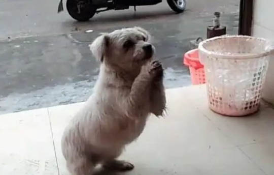 什么狗最聰明最好訓(xùn)