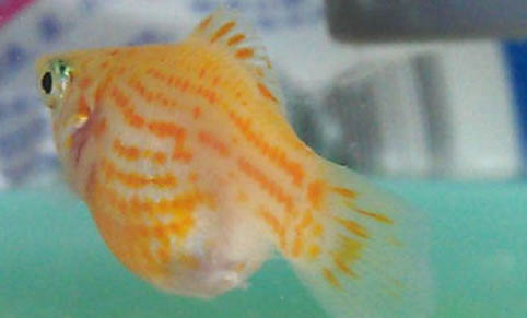 夏天如何釣鳊魚