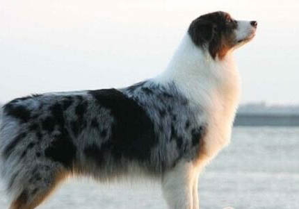 什么是中華牧羊犬