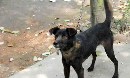 藍(lán)斑獵犬打獵怎么樣?