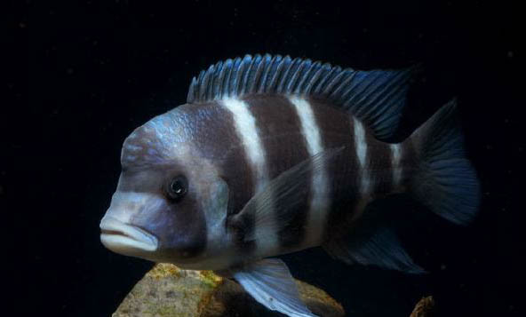 漂亮好養(yǎng)的熱帶魚(yú)