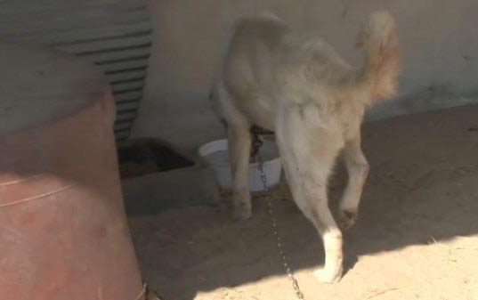 狗狗為什么親近陌生人