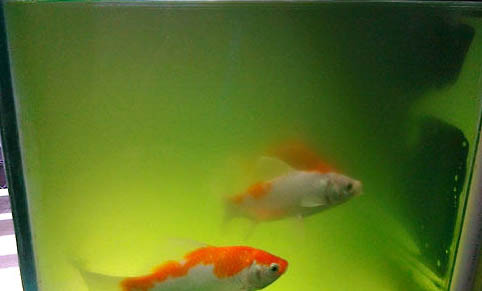 草金魚多長時間喂一次