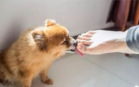 狗狗細小如何自己治療?