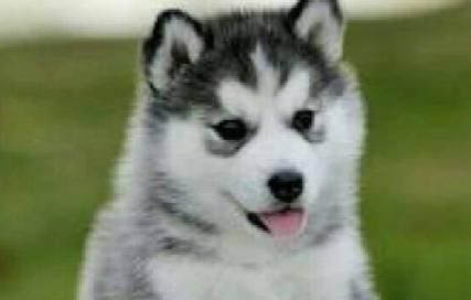 狗狗犬瘟后腿無力怎么治療好