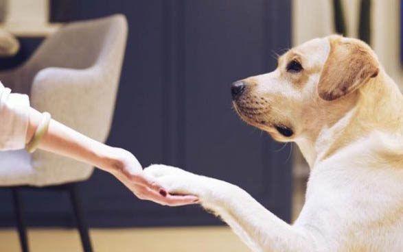 狗狗犬瘟有什么癥狀表現