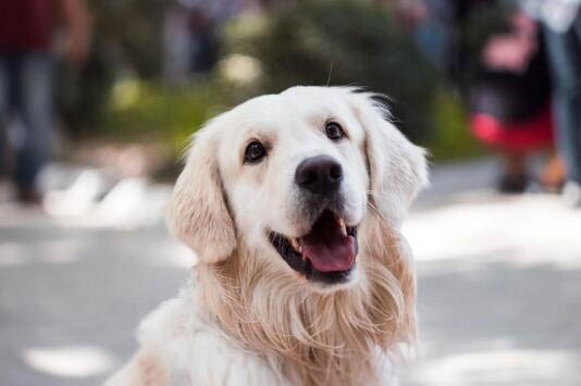 哪里有喜樂(lè)蒂犬舍