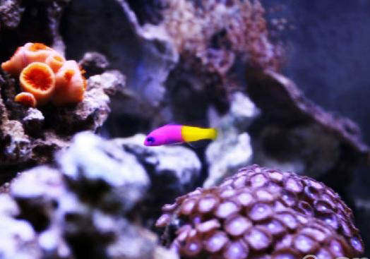 一眉道人魚吃不吃黑殼蝦