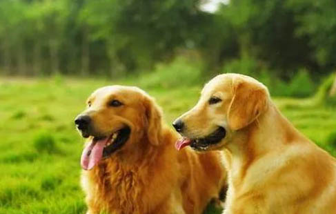 怎么訓練金毛犬大小便
