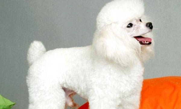 貴賓犬為什么要剪毛