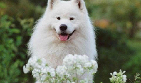 薩摩耶犬幼犬剛剛接回家注意事項