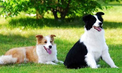 蘇格蘭牧羊犬修剪毛發