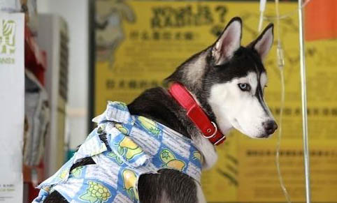 狗狗鼻子里掉皮是咋回事
