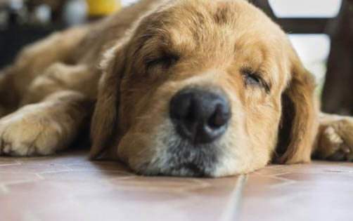 狗狗護食是一種怎樣的表現? 狗狗護食該怎么辦