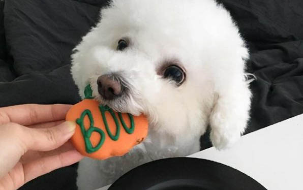 泰迪犬拉稀的原因及解決辦法