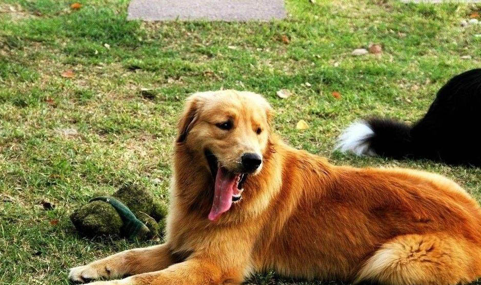 有沒有白色的金毛犬