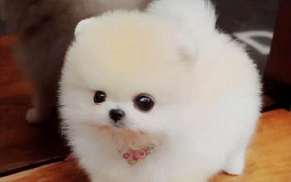 幼犬多久洗一次澡比較好