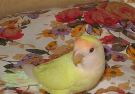 兩只玄鳳鸚鵡為什么總打架