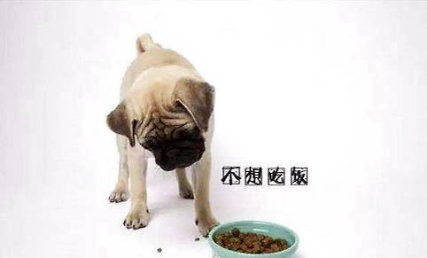 狗狗為什么可以吃蔬菜沙拉啊