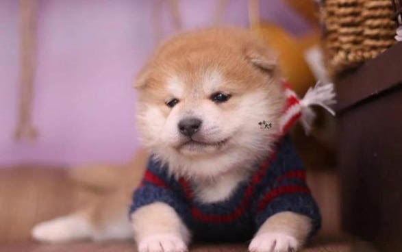 柴犬一天吃多少狗糧