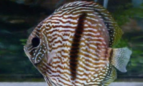 孔雀魚能和紅綠燈混養嗎