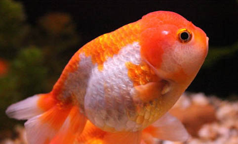 怎么讓魚缸不長綠藻