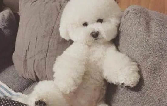 如何訓練比熊拜拜