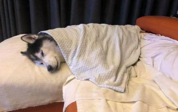 狗狗吃土需要驅蟲嗎