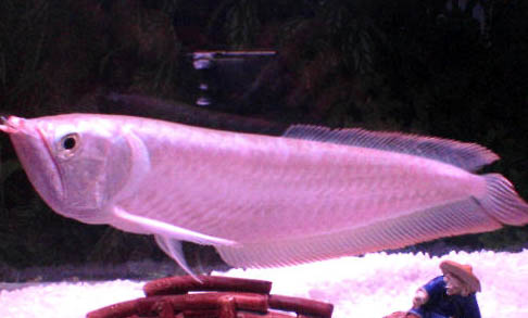 釣魚如何選擇釣竿