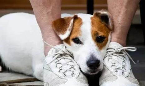 高加索犬趴著不動(dòng)很虛弱鼻子干