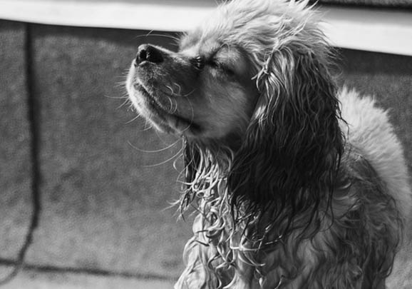 西藏獵犬老掉毛是什么原因