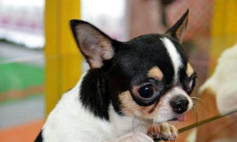 吉娃娃犬缺鈣怎么辦