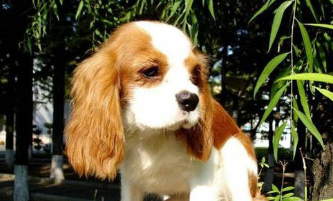 美國水獵犬有攻擊性嗎